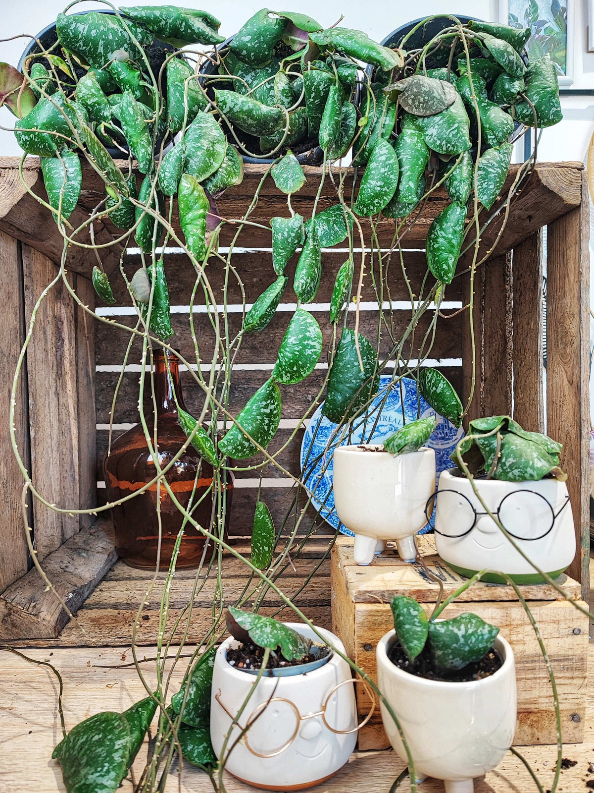 Hoya Imbricata monjungle