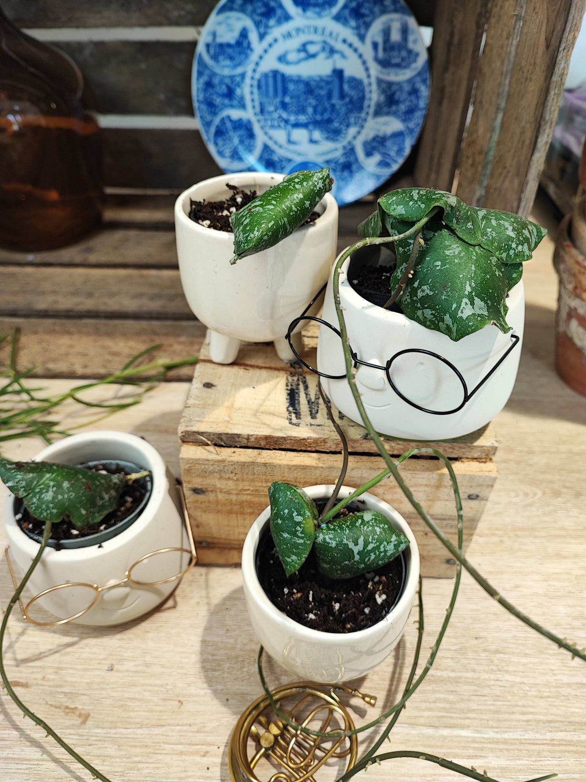 Hoya Imbricata monjungle