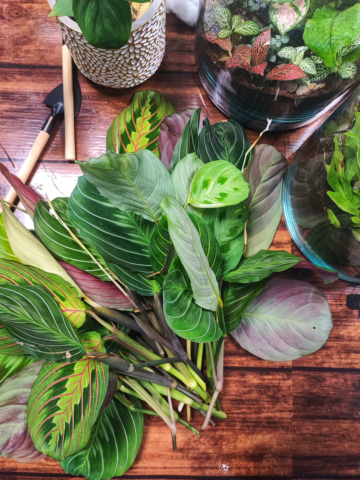 Box Cuttings Maranta monjungle