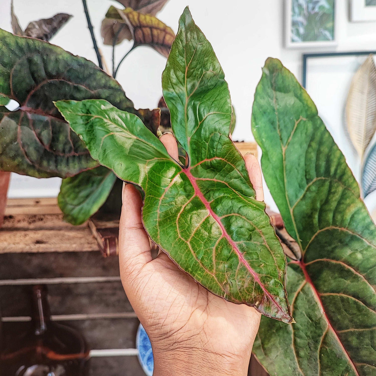 Alocasia BLACK JACK Cyrtosperma Johnstonii L monjungle