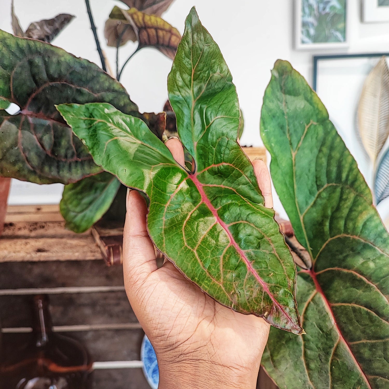 Alocasia (BLACK JACK) Cyrtosperma Johnstonii (L)