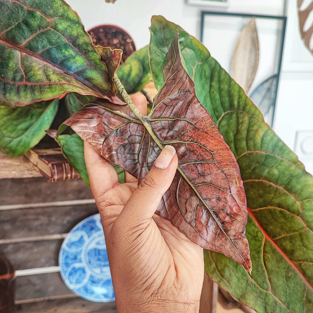 Alocasia BLACK JACK Cyrtosperma Johnstonii L monjungle