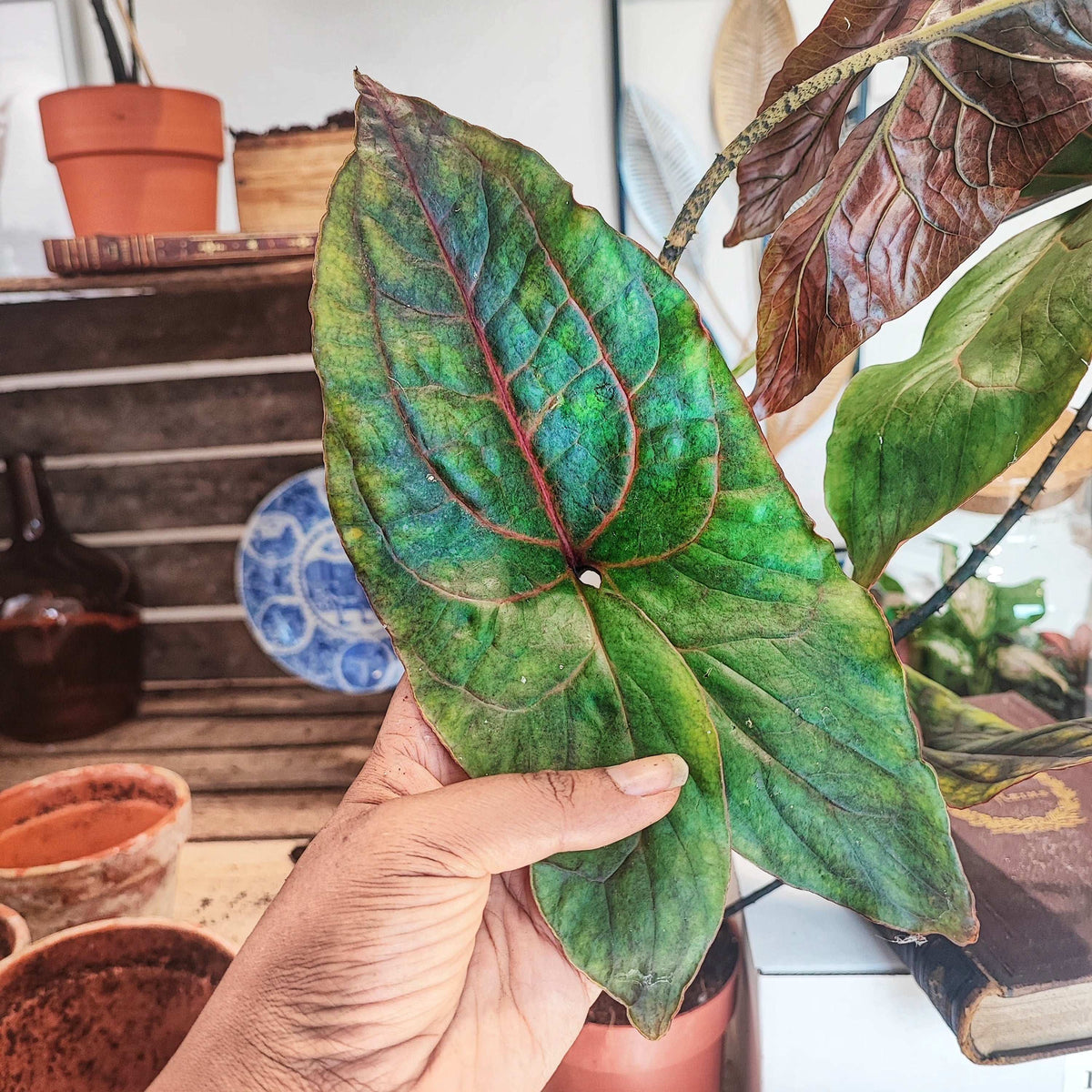 Alocasia BLACK JACK Cyrtosperma Johnstonii L monjungle