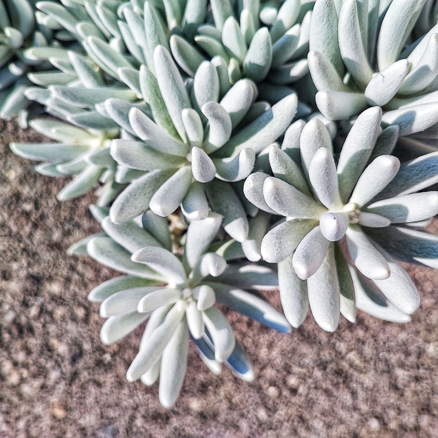 Senecio MONT BLANC