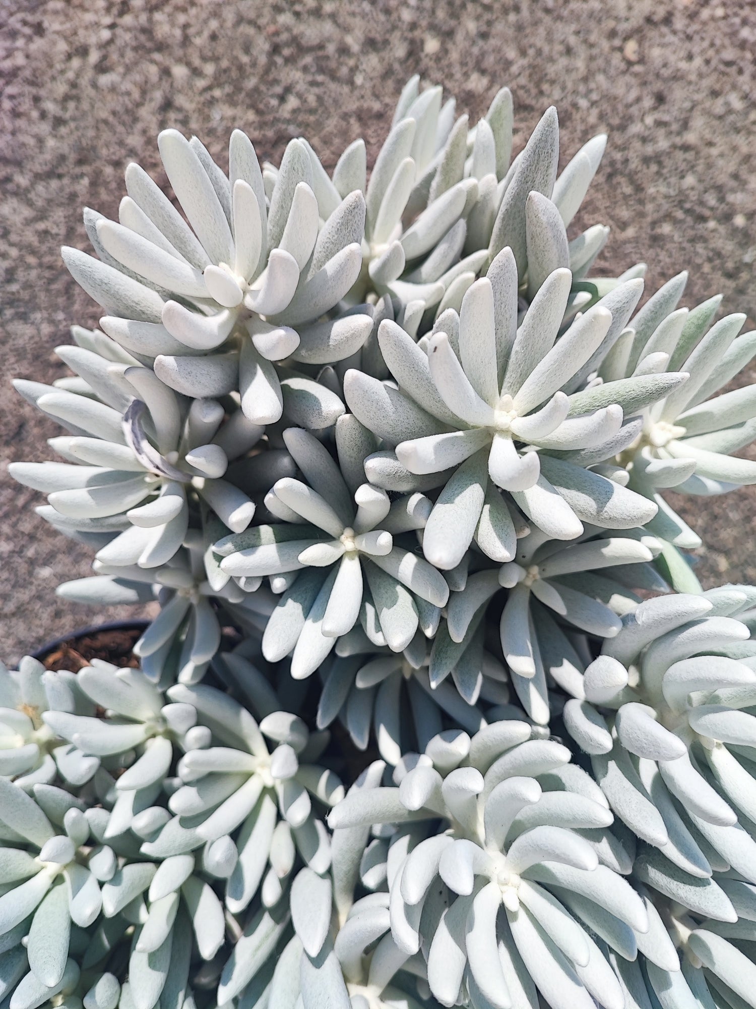 Senecio MONT BLANC