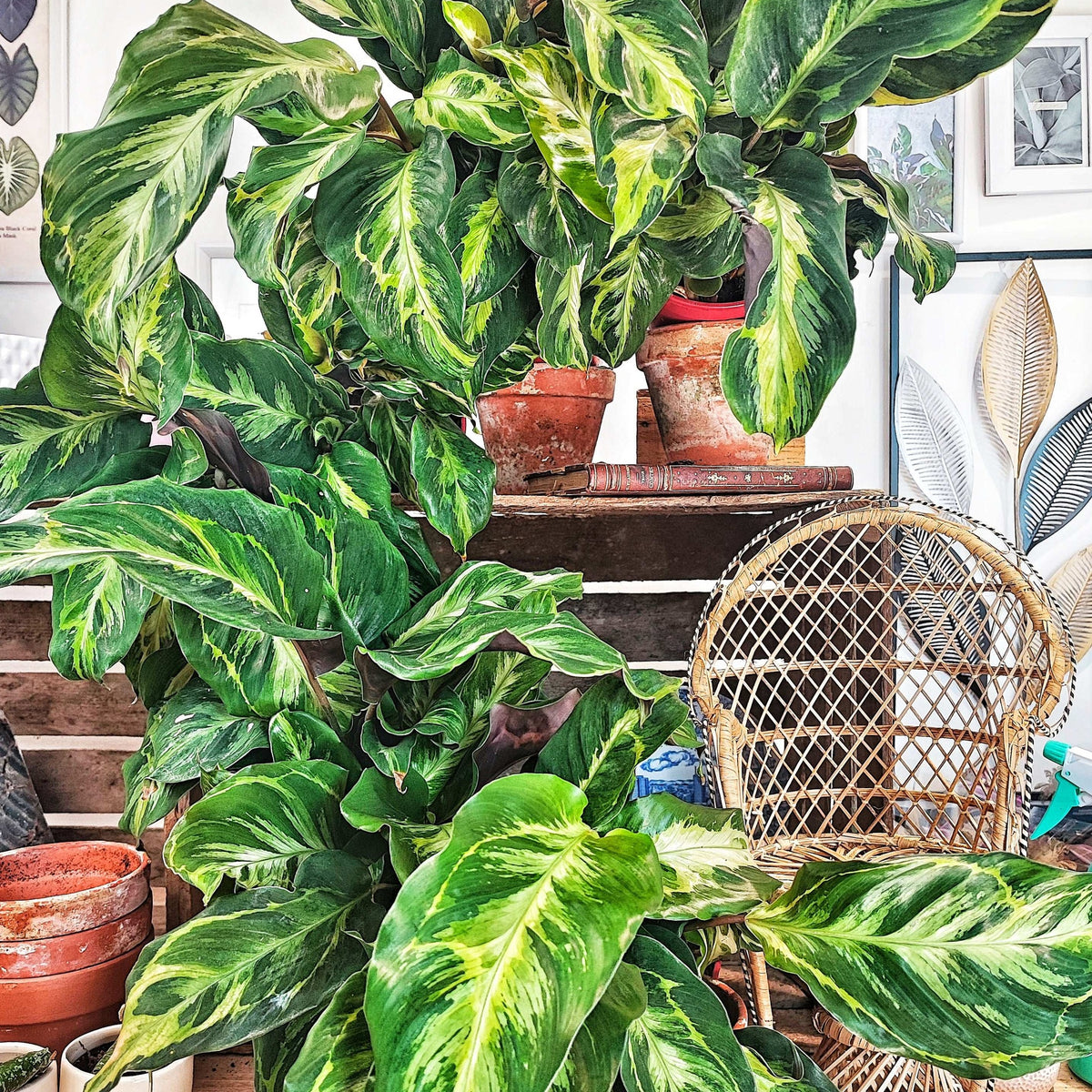 Calathea Confusion ELECTRIC SHOCK monjungle