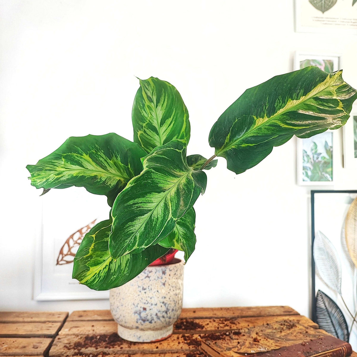 Calathea Confusion ELECTRIC SHOCK monjungle