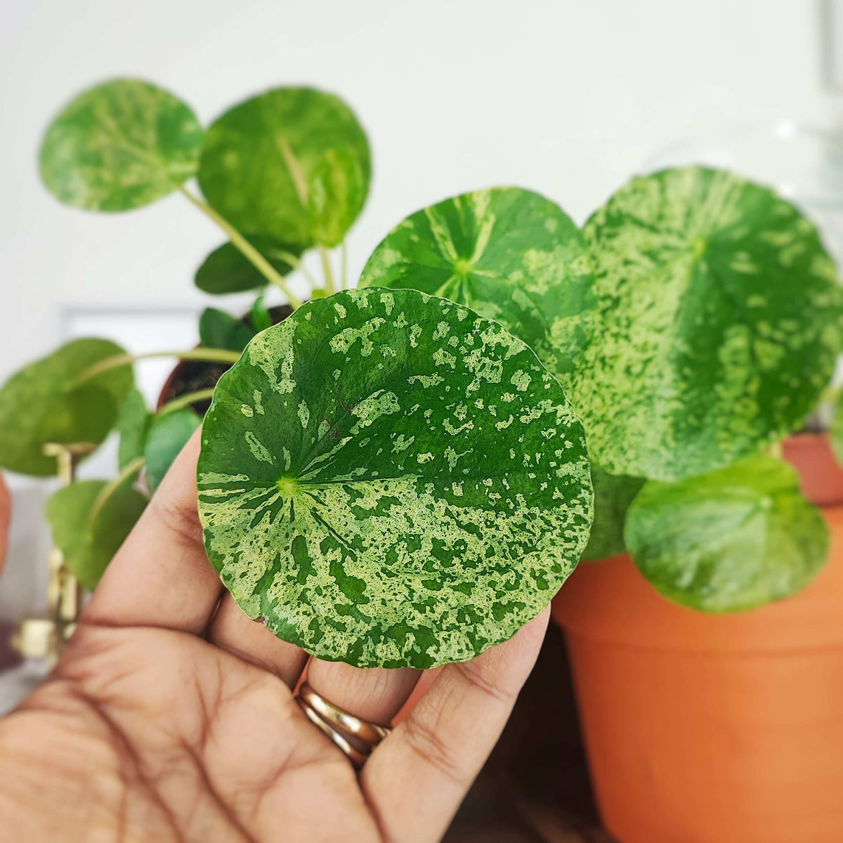 Pilea peperomioides 'Mojito' monjungle