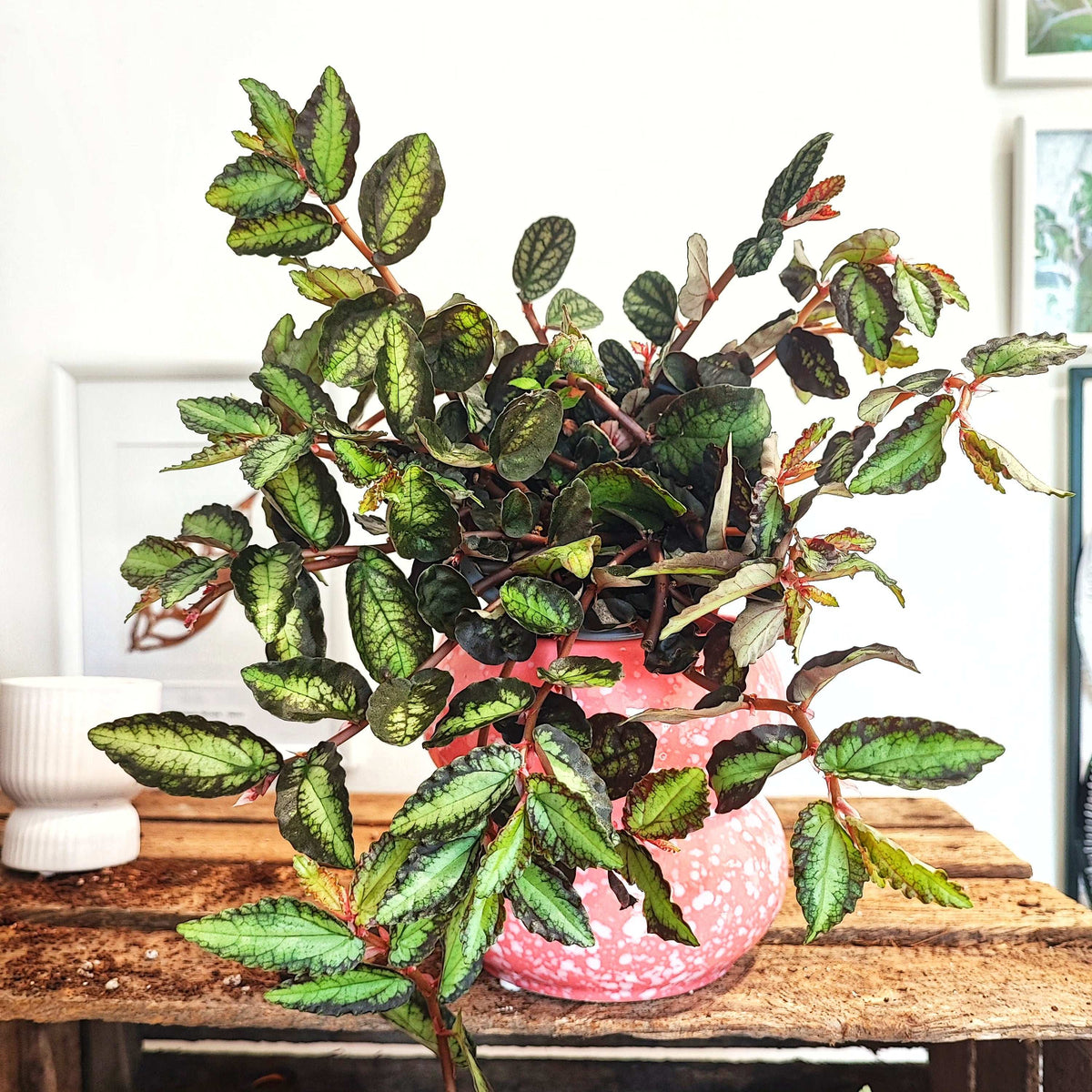 Pellionia Repens Watermelon Begonia monjungle