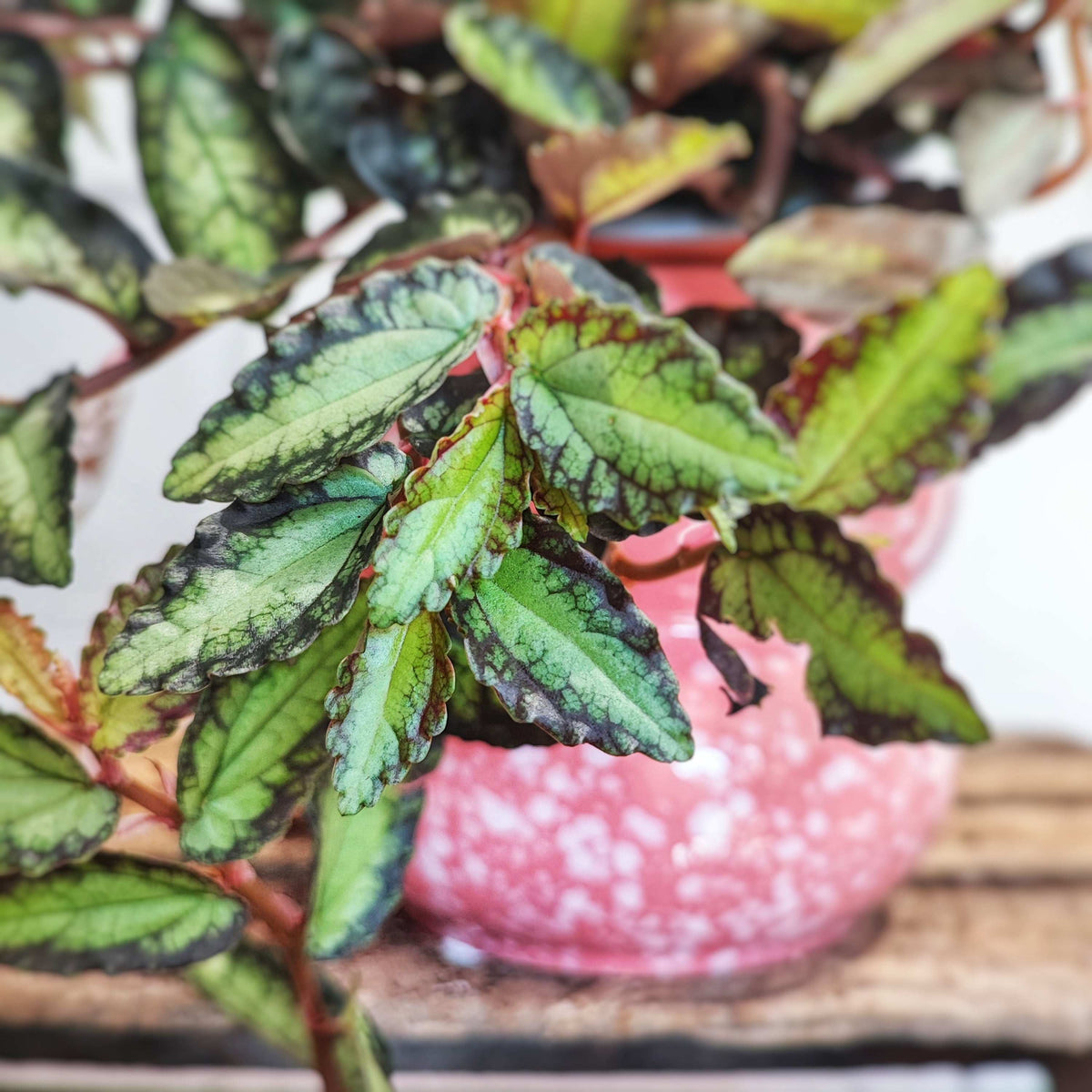 Pellionia Repens Watermelon Begonia monjungle