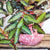 Pellionia Repens Watermelon Begonia monjungle