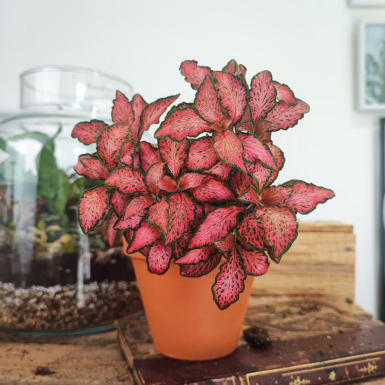 Fittonia versch. 'Forest Flame'