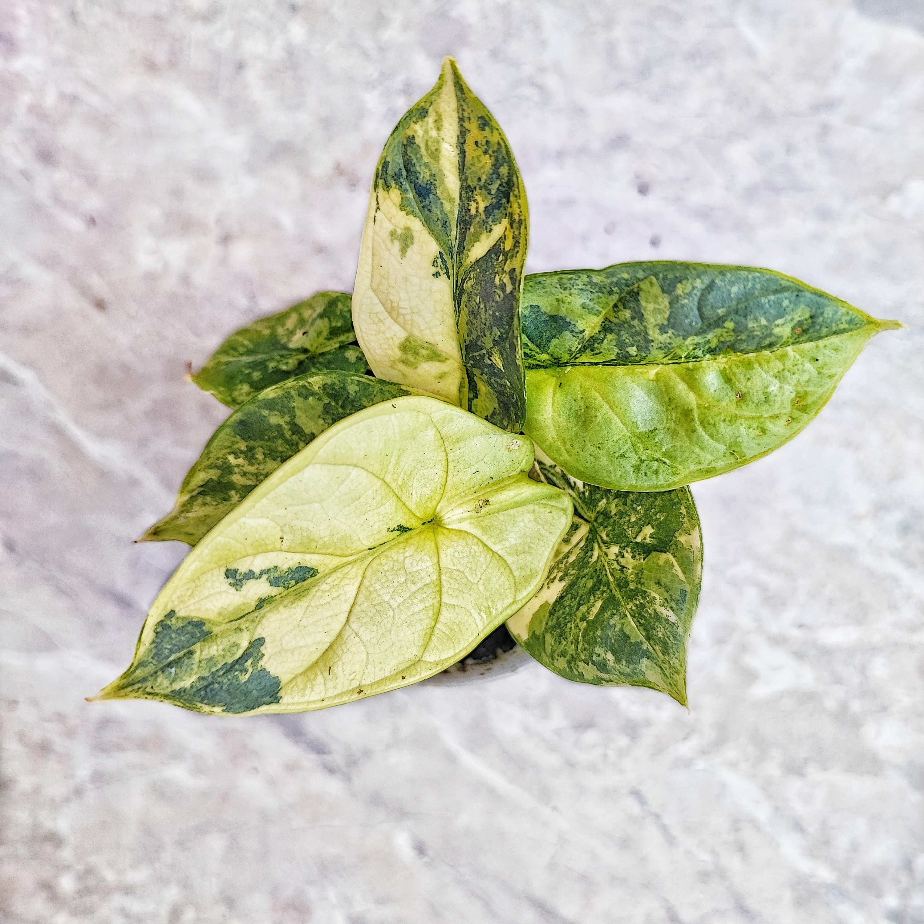 Alocasia Silver Dragon variegated gold – Monjungle