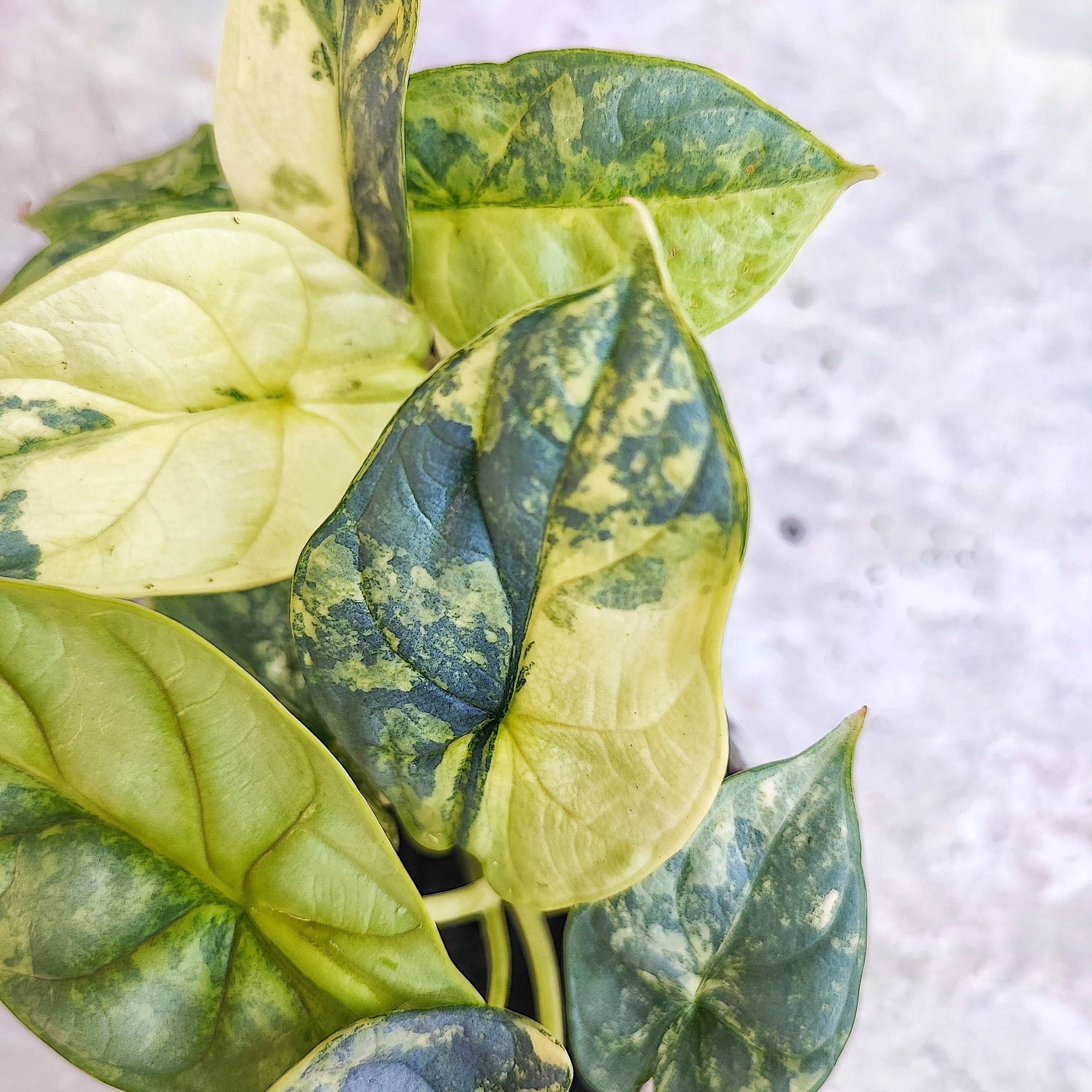 Alocasia Silver Dragon variegated gold – Monjungle