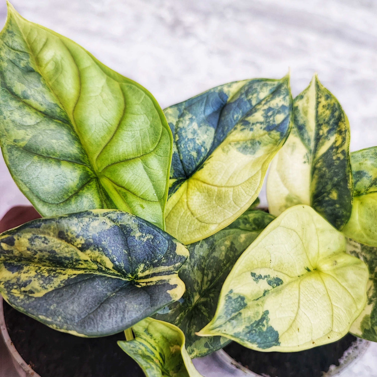 Alocasia Silver Dragon Aureo Variegata monjungle