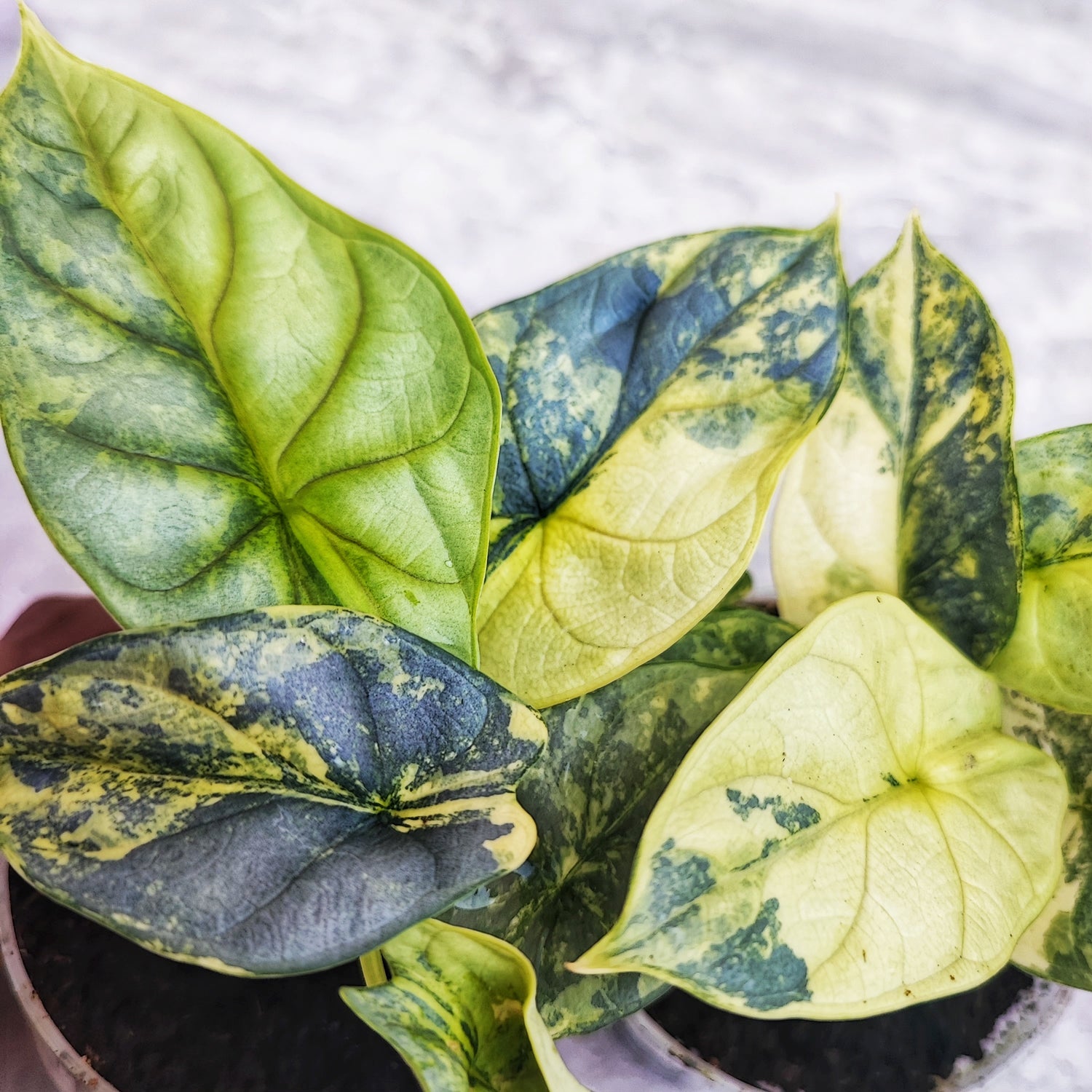 Alocasia Silver Dragon Aureo Variegata