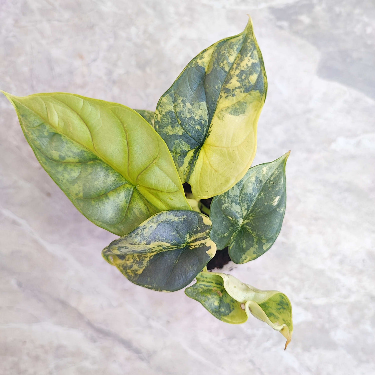 Alocasia Silver Dragon Aureo Variegata monjungle