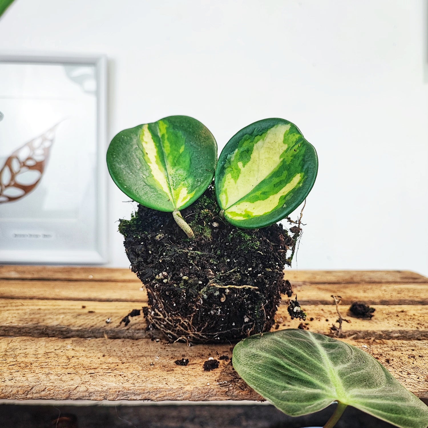 Hoya Obvata Inner variegated, bouture de 2 feuilles avec un noeud