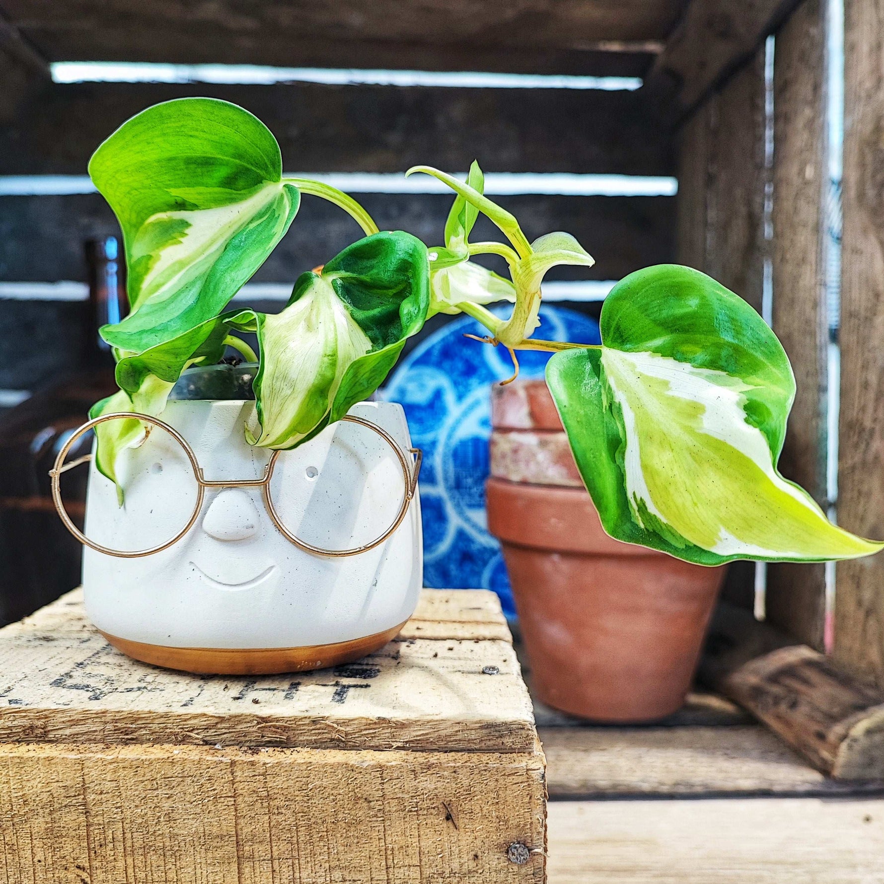 philodendron green splash Philodendron Cream Splash – rare variegated – Monjungle