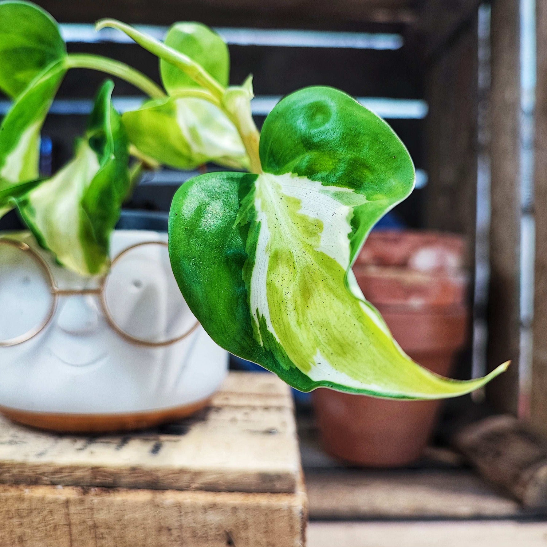 philodendron cream.splash Philodendron Cream Splash – rare variegated – Monjungle