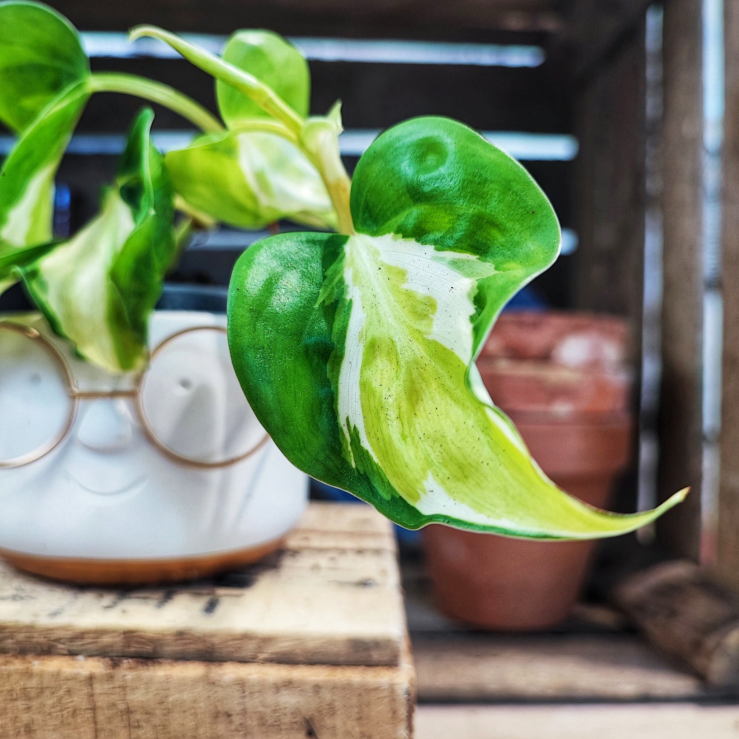 RARE Philodendron CREAM SPLASH