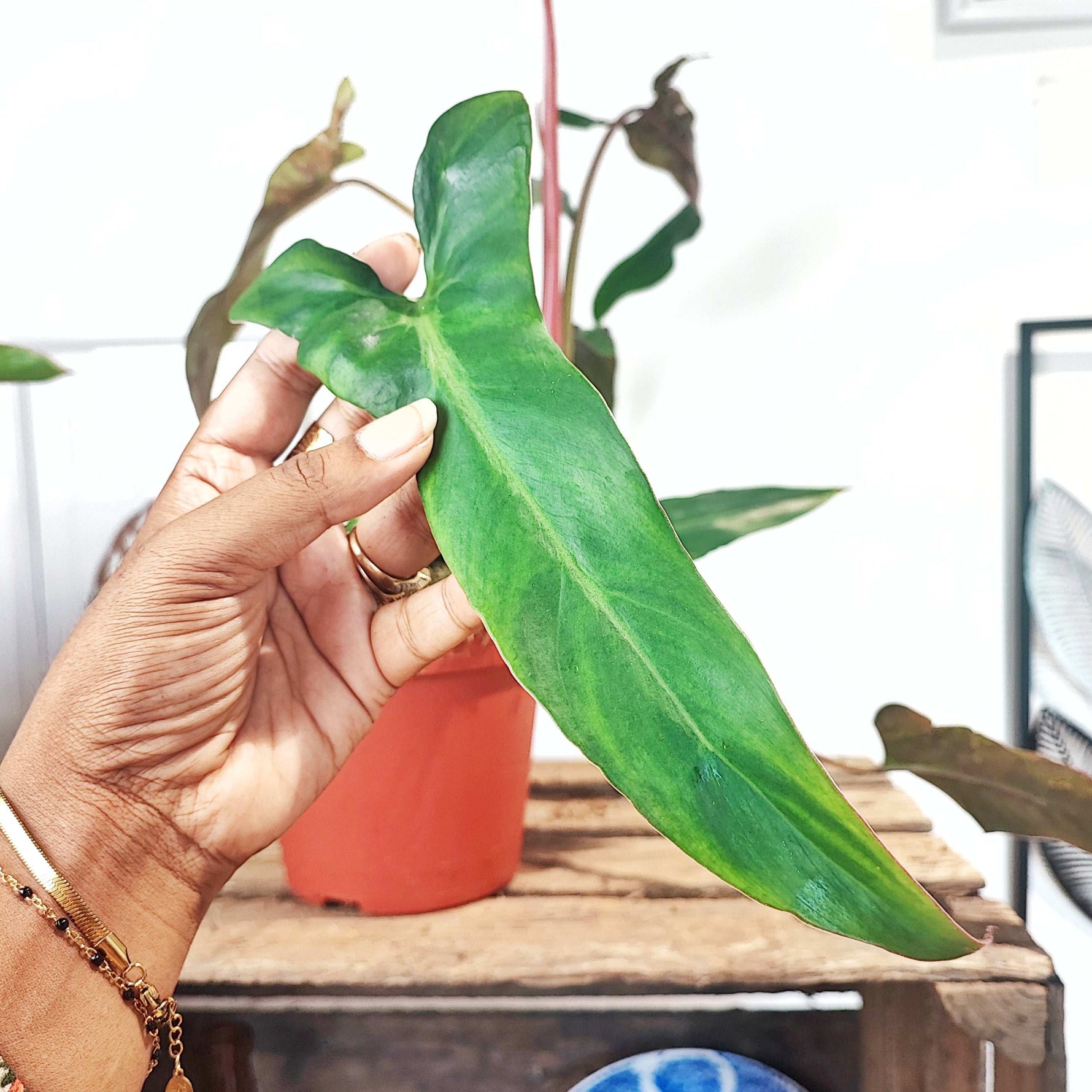 mexican philodendron Philodendron Mexicanum tropical climbing – Monjungle