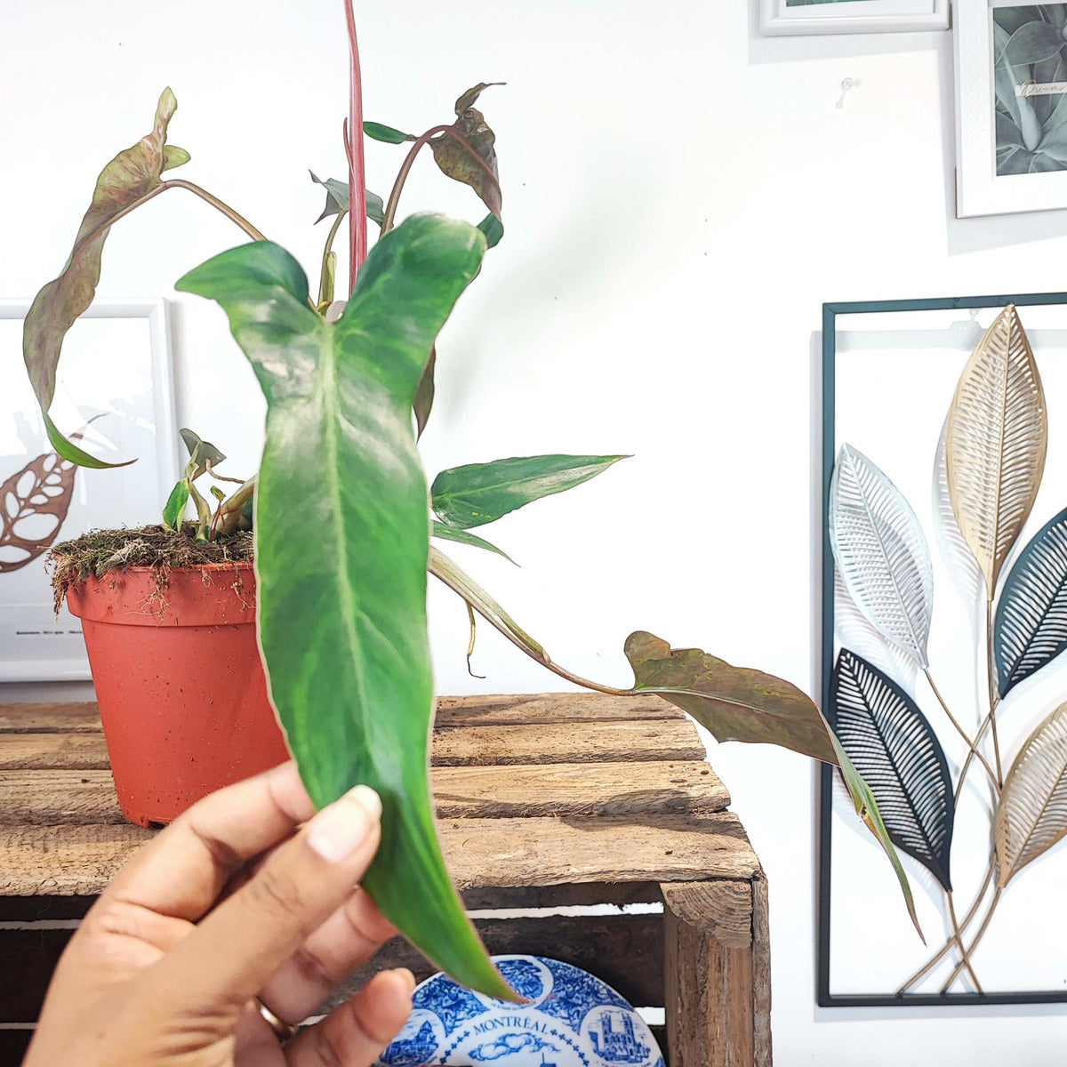 Philodendron MEXICAN monjungle