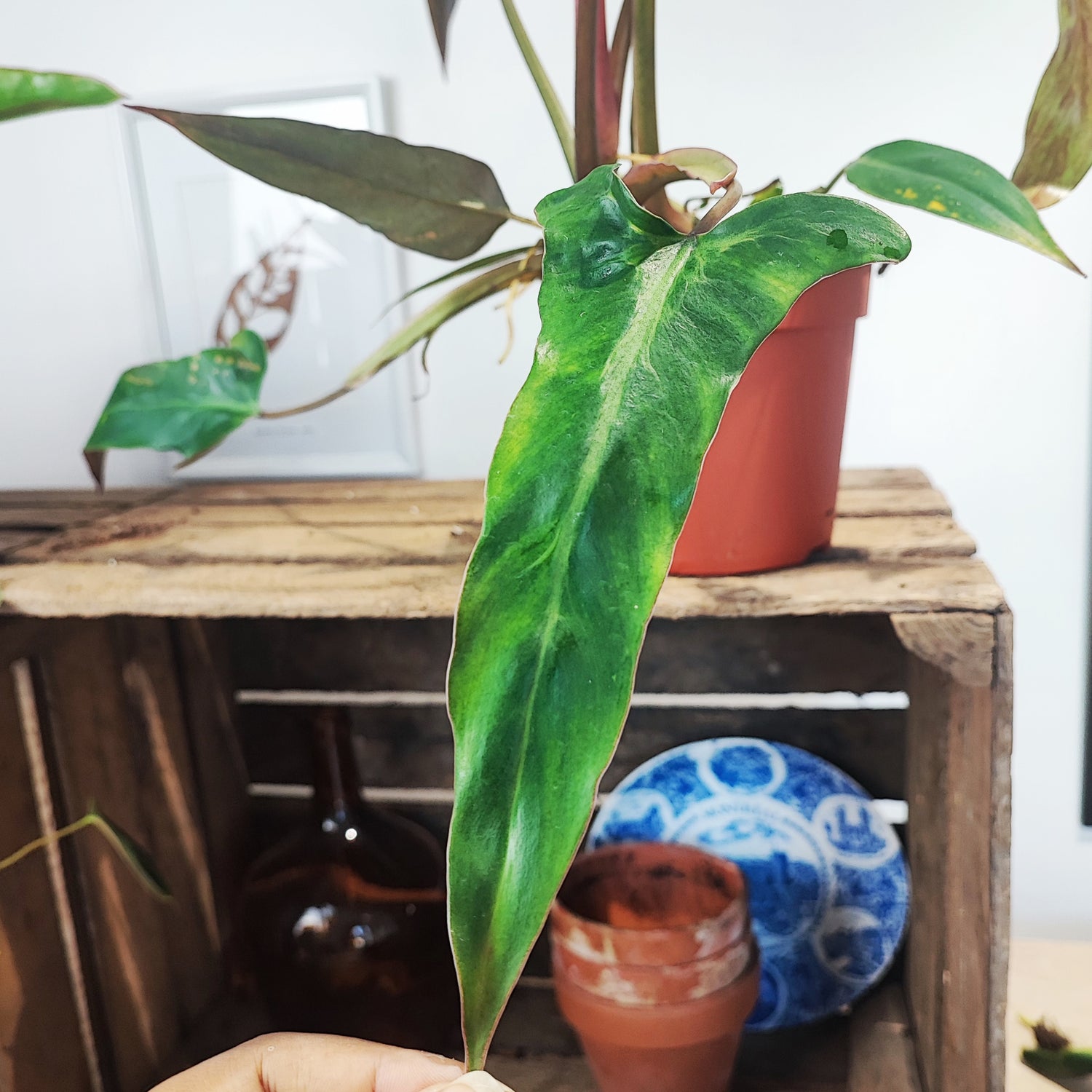 Philodendron MEXICAN (L)