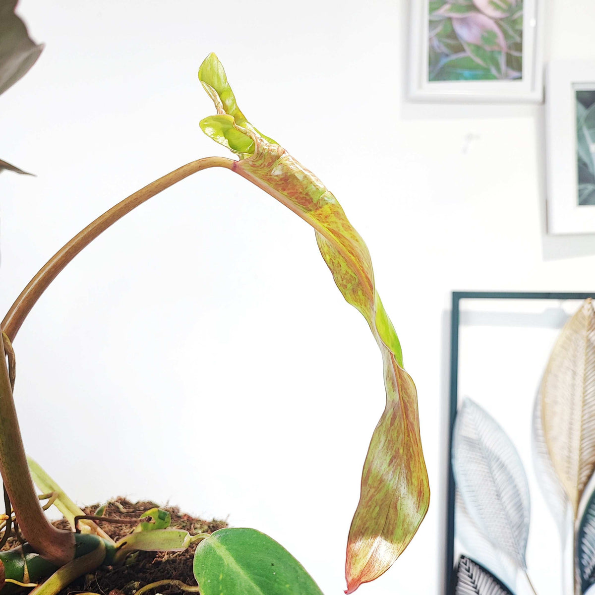Philodendron MEXICAN monjungle