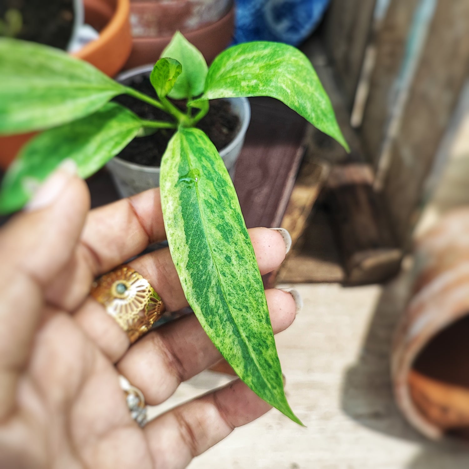 Anthurium Vittariifolium Variegated