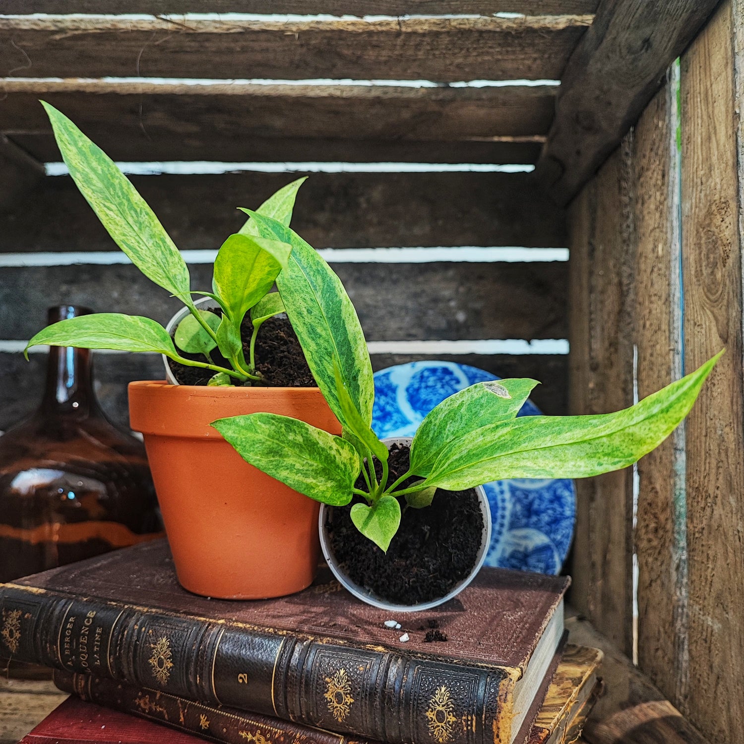 Anthurium Vittariifolium Variegated