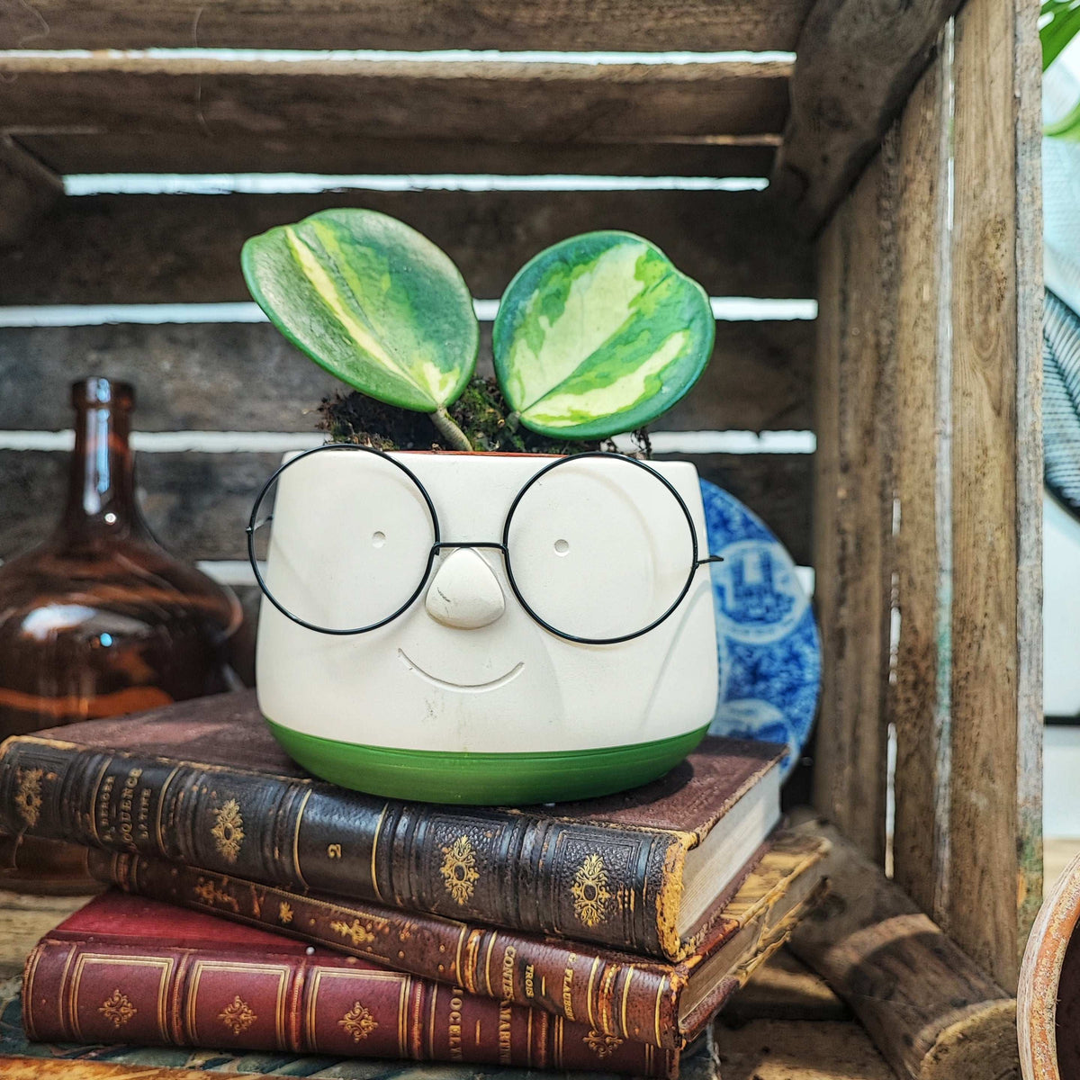 Cache pot lunettes vert olive 13cm en dia monjungle