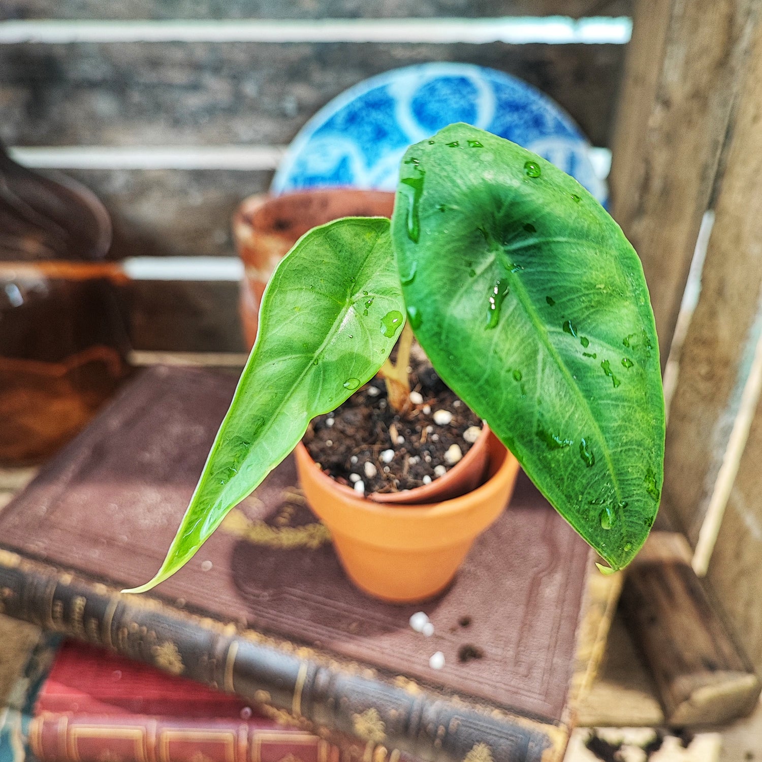 Alocasia Venusta Bébé Plante