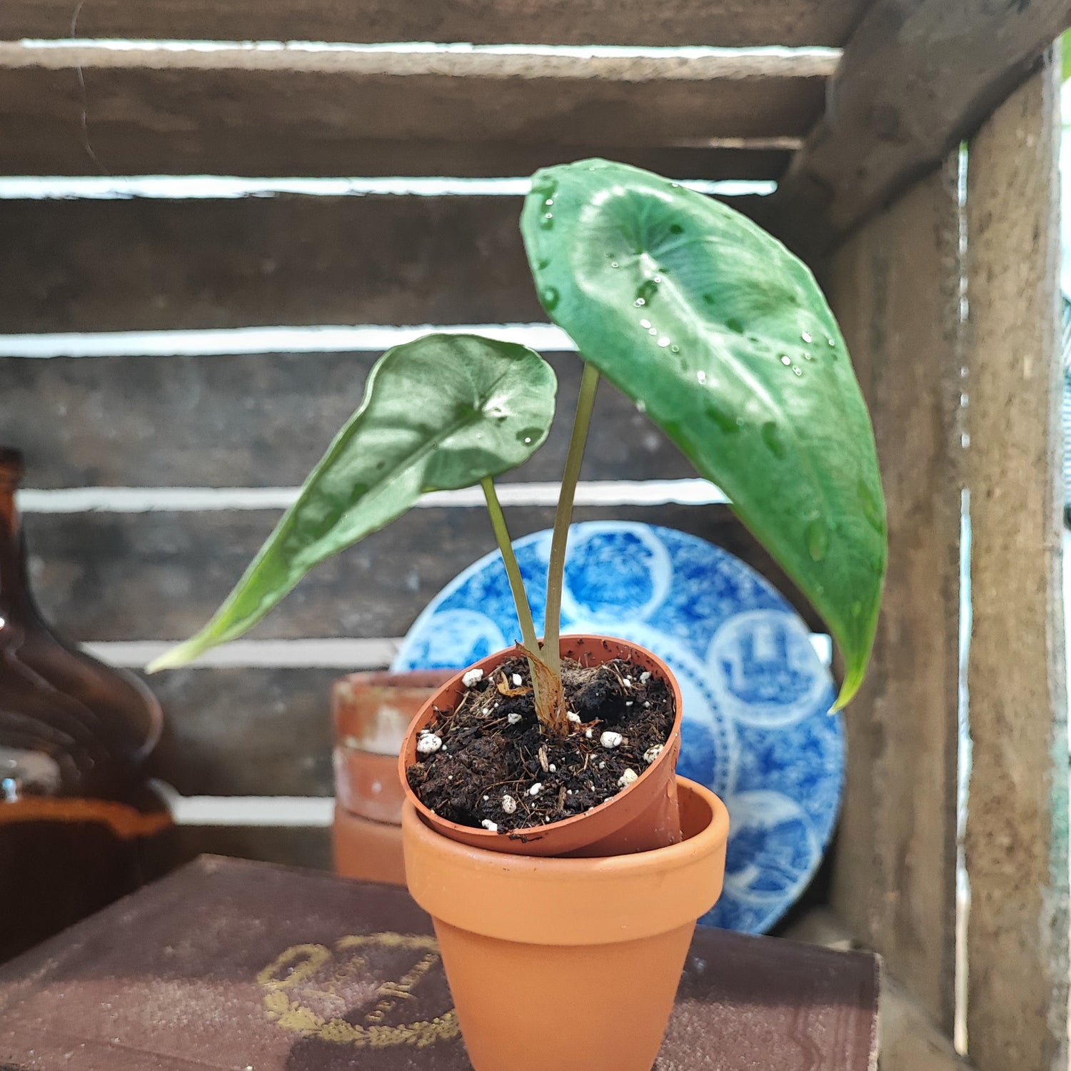 Alocasia Venusta Bébé Plante