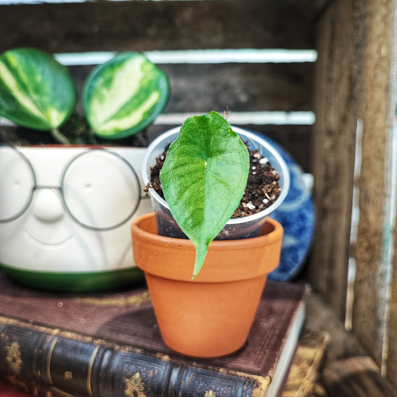 Alocasia Scabriuscula bébé bouture (S)