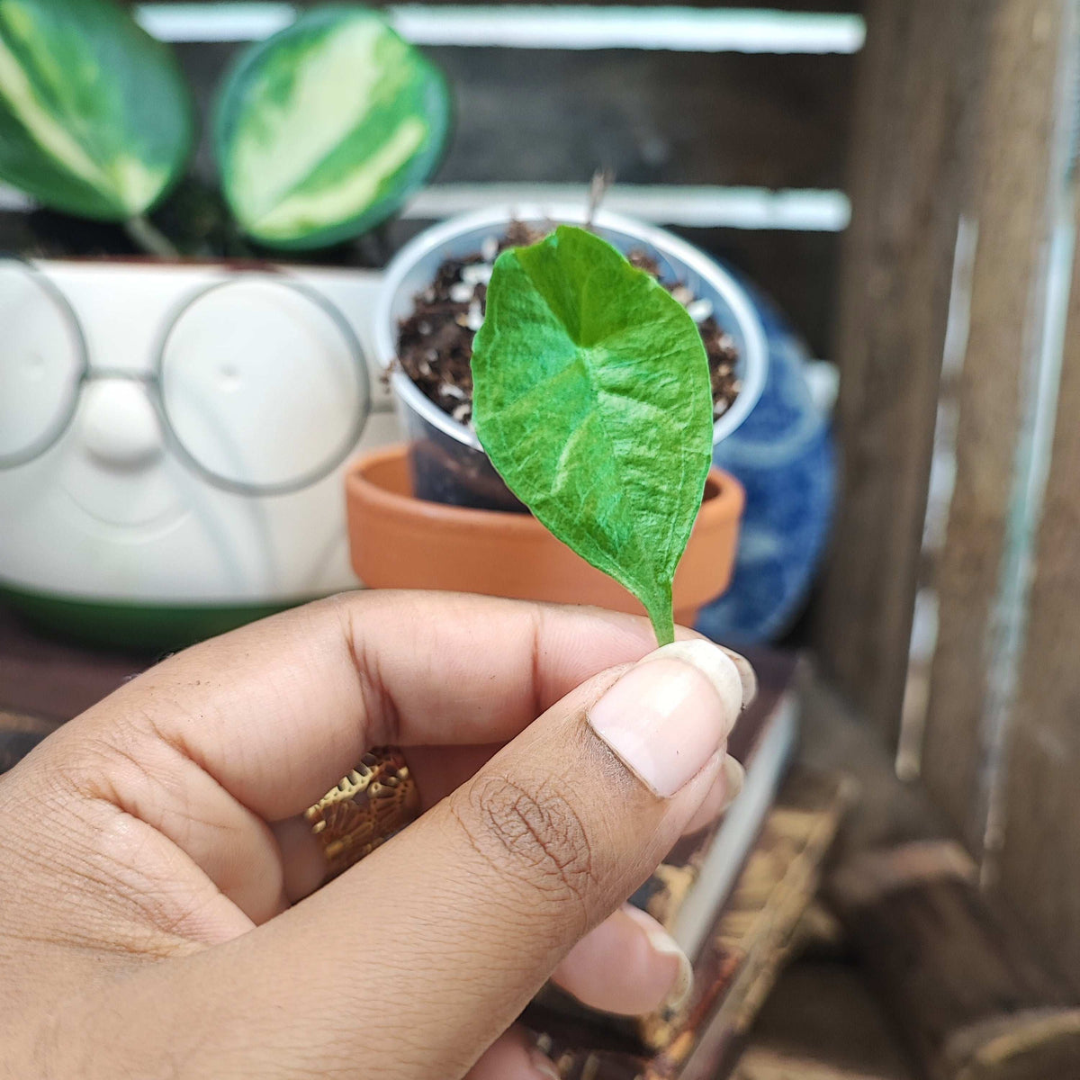 Alocasia Scabriuscula bébé bouture S monjungle