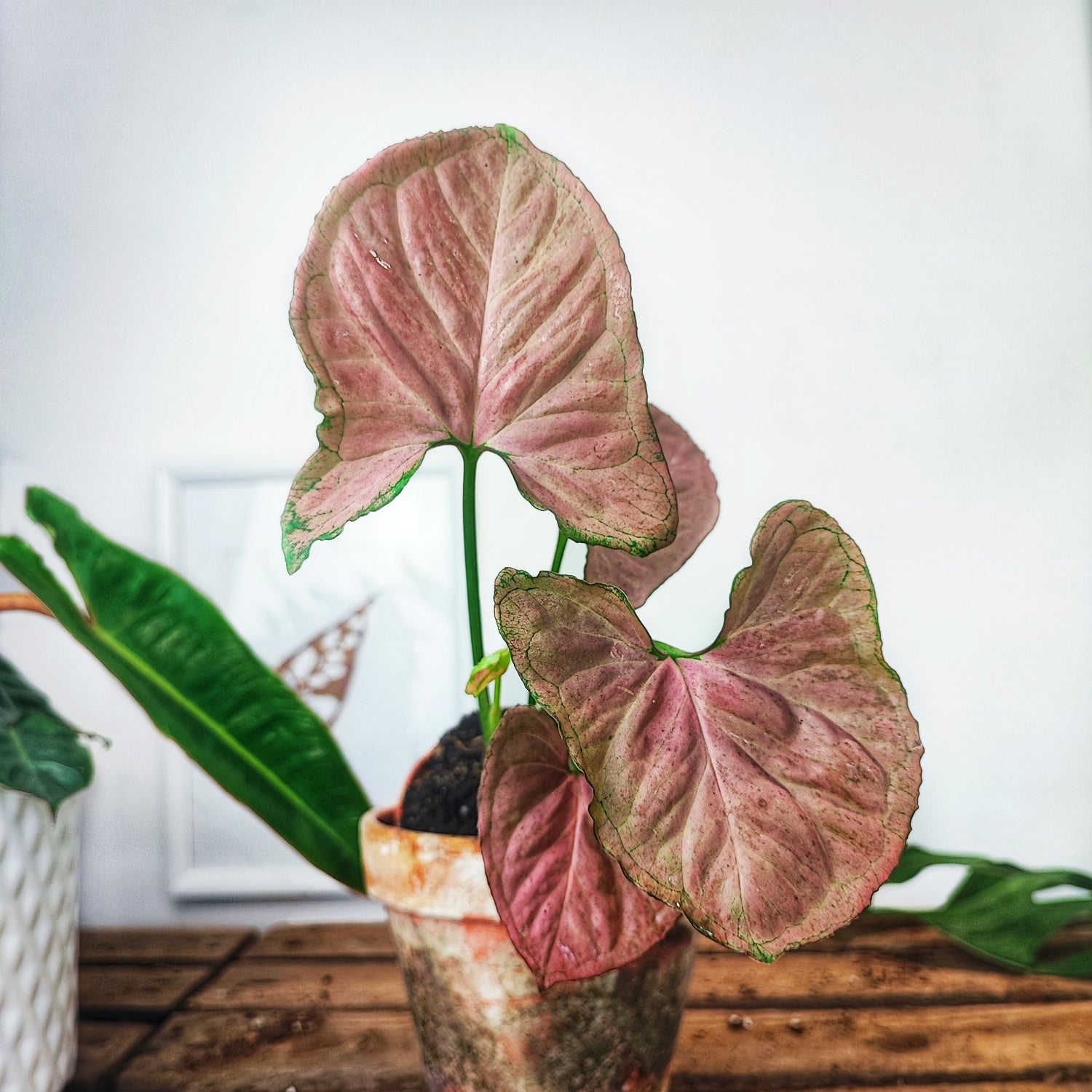 Syngonium Orm Nak Red Bouture, plante rose