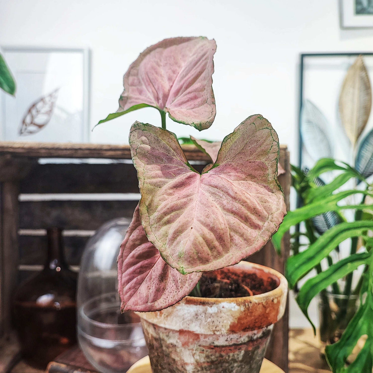 Syngonium Orm Nak Red Bouture, plante rose monjungle