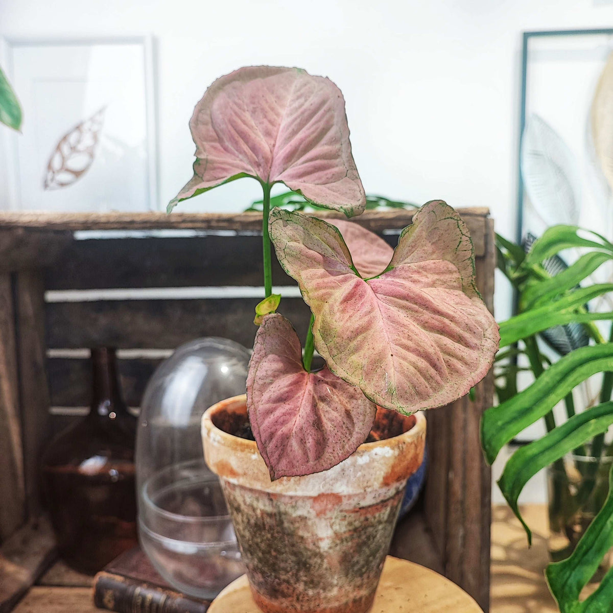 Syngonium Orm Nak Red Bouture, plante rose monjungle