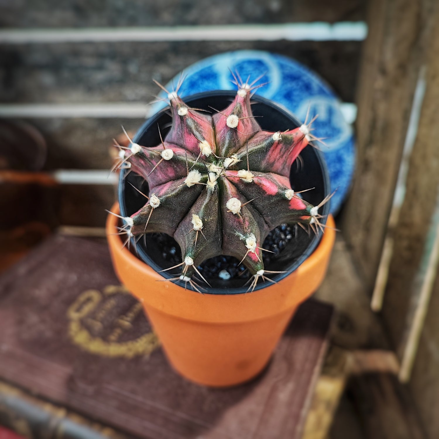 Rare Variegated Cactus- Gymnocalycium variegata - Extrême rare cactus multicolore