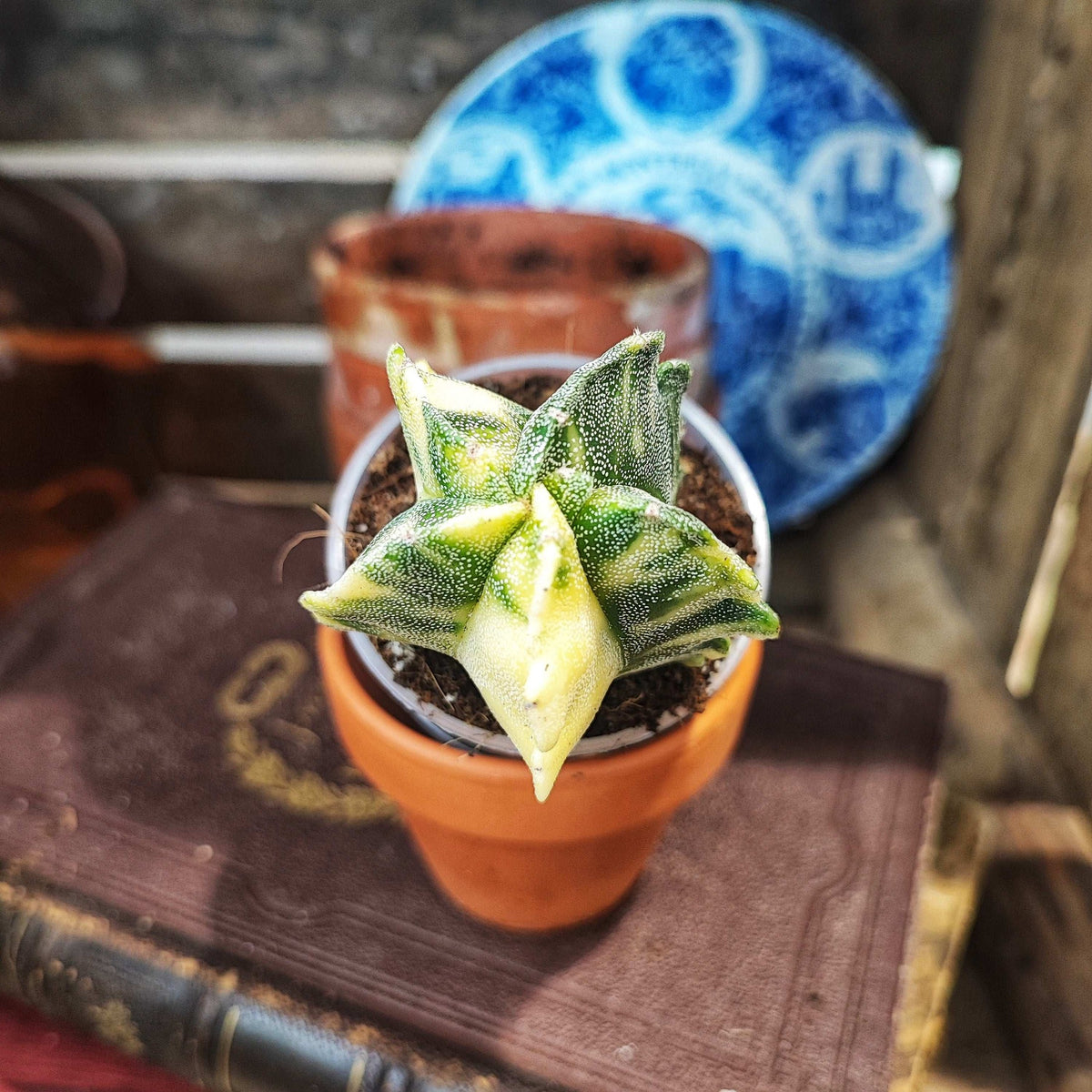 Astrophytum Myriostigma 'Kikko Variegata' monjungle