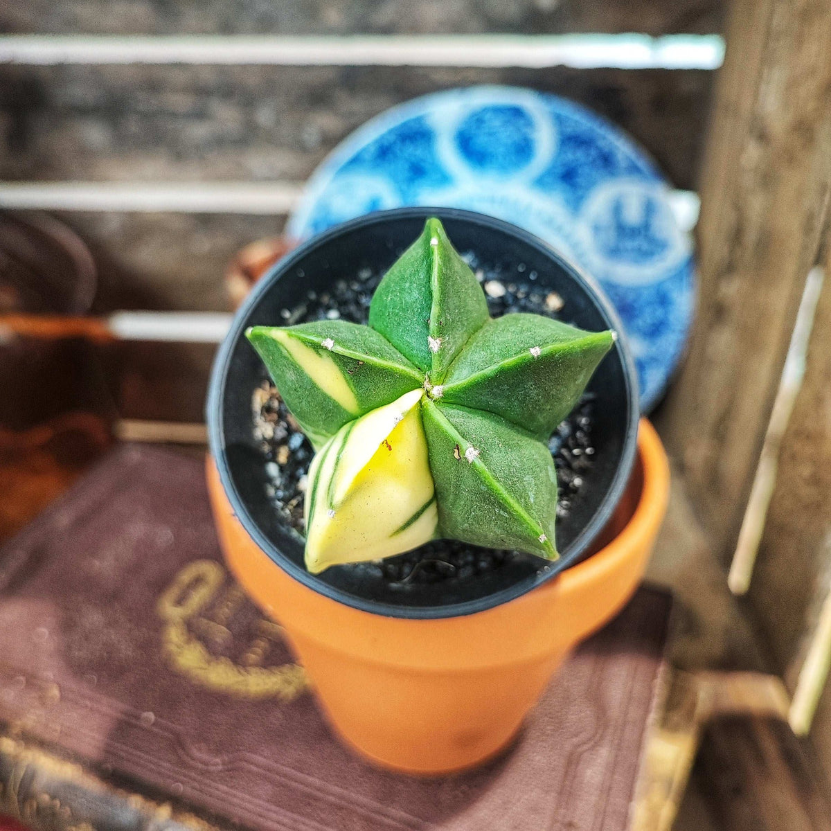 Astrophytum Myriostigma 'Kikko Variegata' monjungle