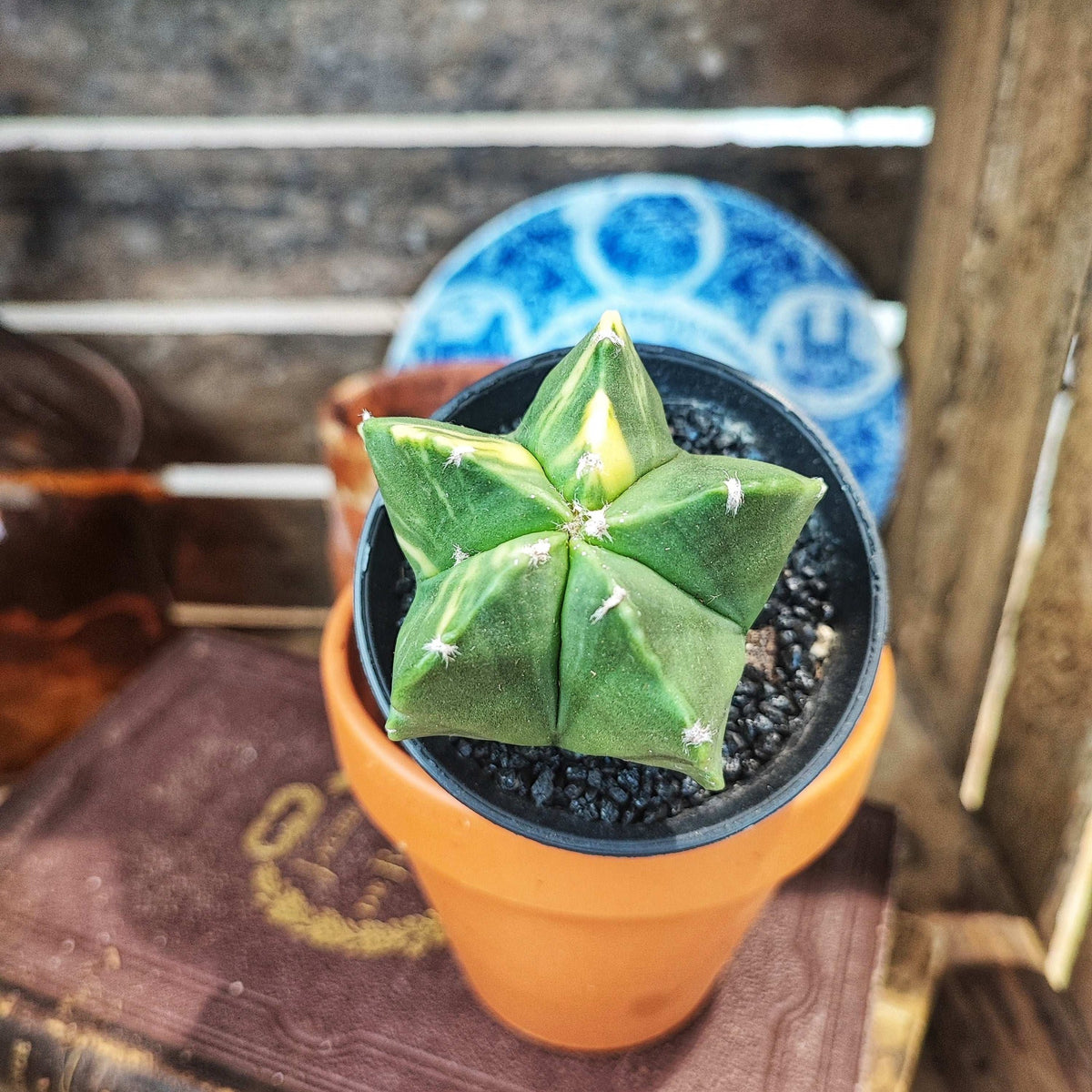 Astrophytum Myriostigma 'Kikko Variegata' monjungle