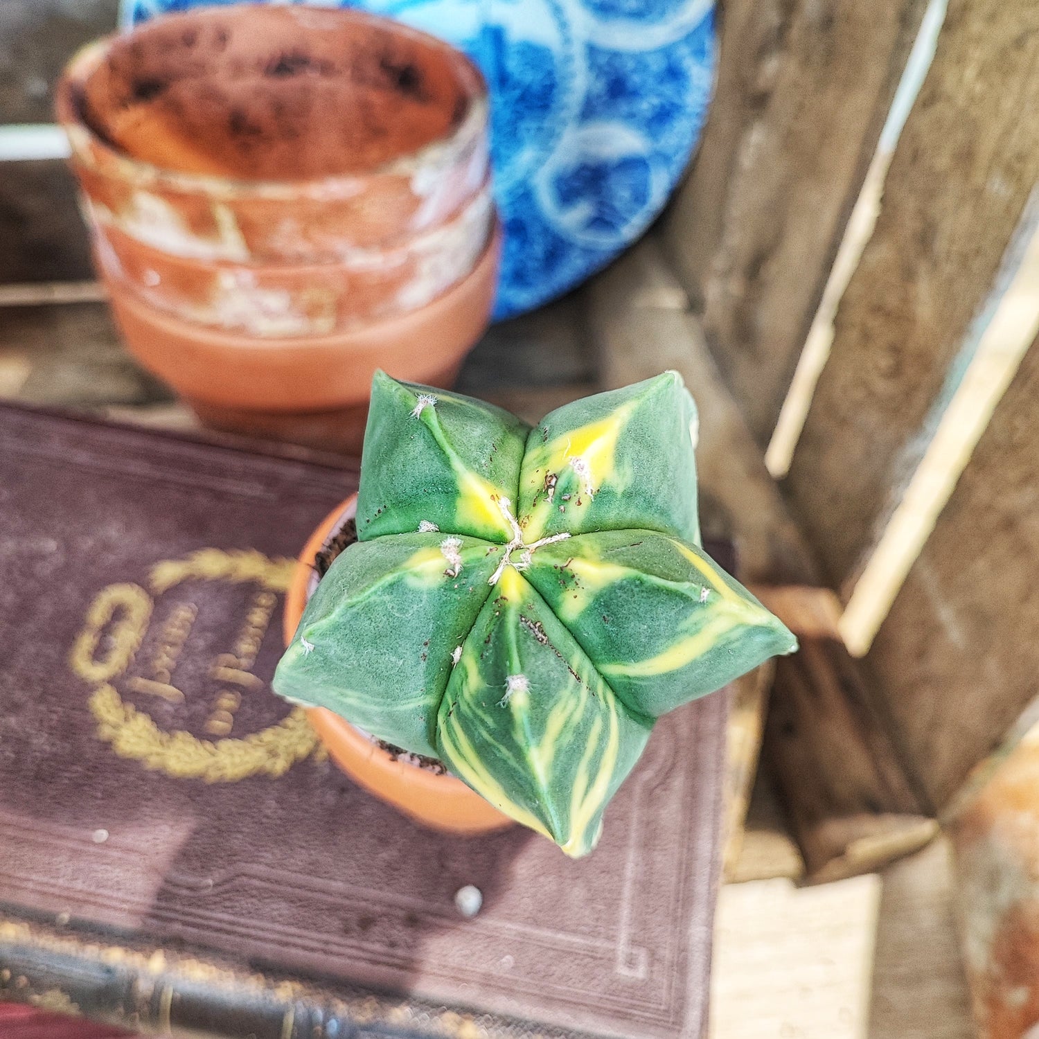 Astrophytum Myriostigma 'Kikko Variegata'