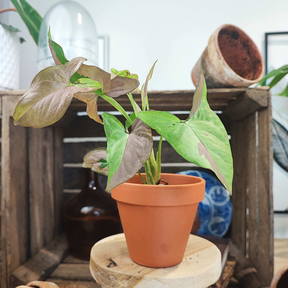 Syngonium Red Spot Tricolor monjungle