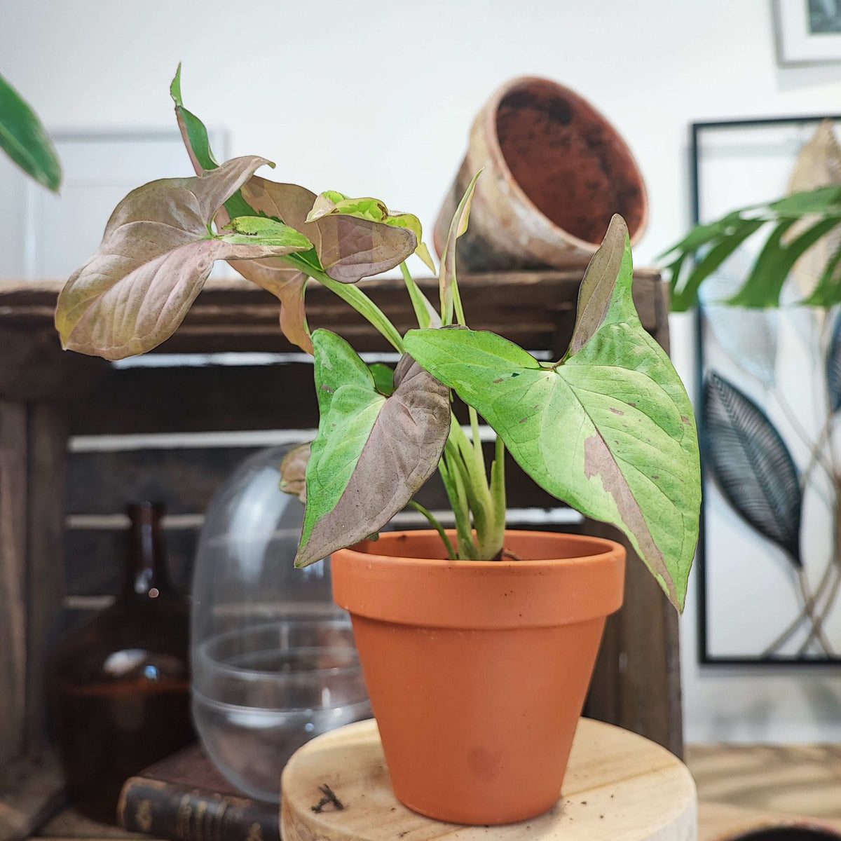 Syngonium Red Spot Tricolor monjungle