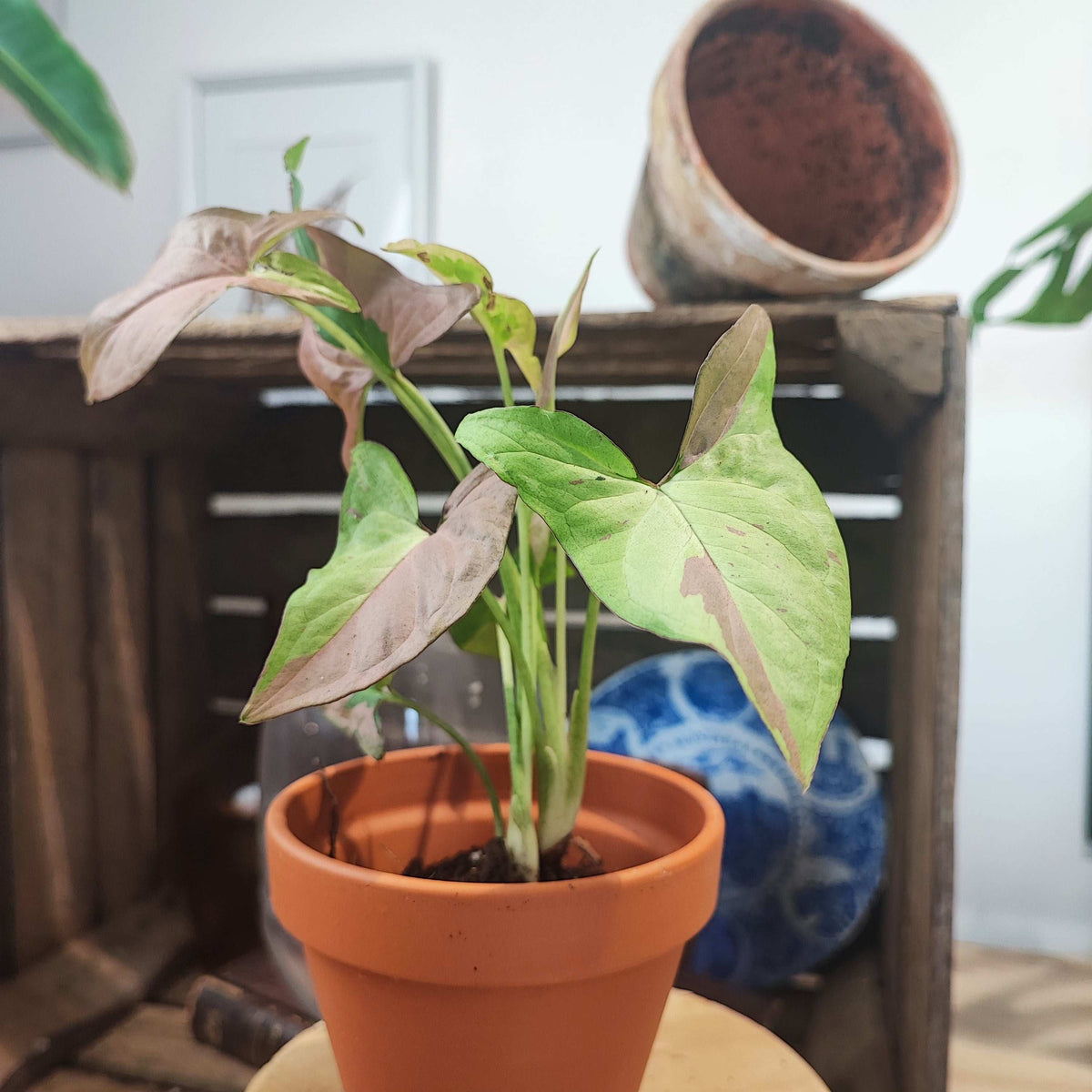 Syngonium Red Spot Tricolor monjungle