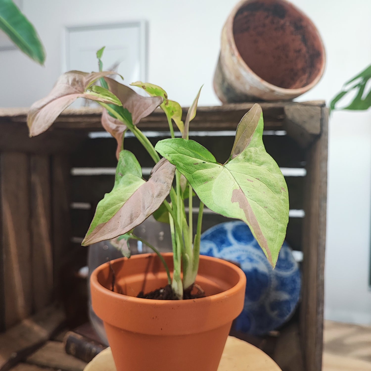 Syngonium Red Spot Tricolor