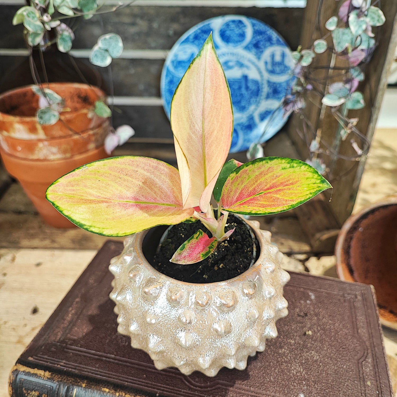 Aglaonema Golden Baby, Beautiful plant cutting with yellow and pinkish leaves