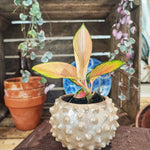 Aglaonema Golden Baby S monjungle